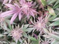 Mandarin Cookies: strain page photo, credit seedfinder.eu, copyright status shown with credit copyright unverified