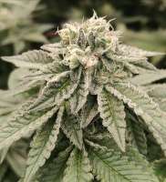 Mandarin Cookies R1 V2 archive 4