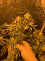 Mandarin Cookies R1 V2 archive 2