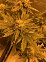 Mandarin Cookies R1 V2 archive 1