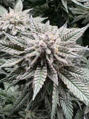 Master Kush: strain page photo, credit seedfinder.eu, copyright status shown with credit copyright unverified