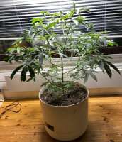 An image of Orange Kush Cake