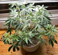 An image of Orange Kush Cake