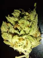 Peach Crescendo archive 1