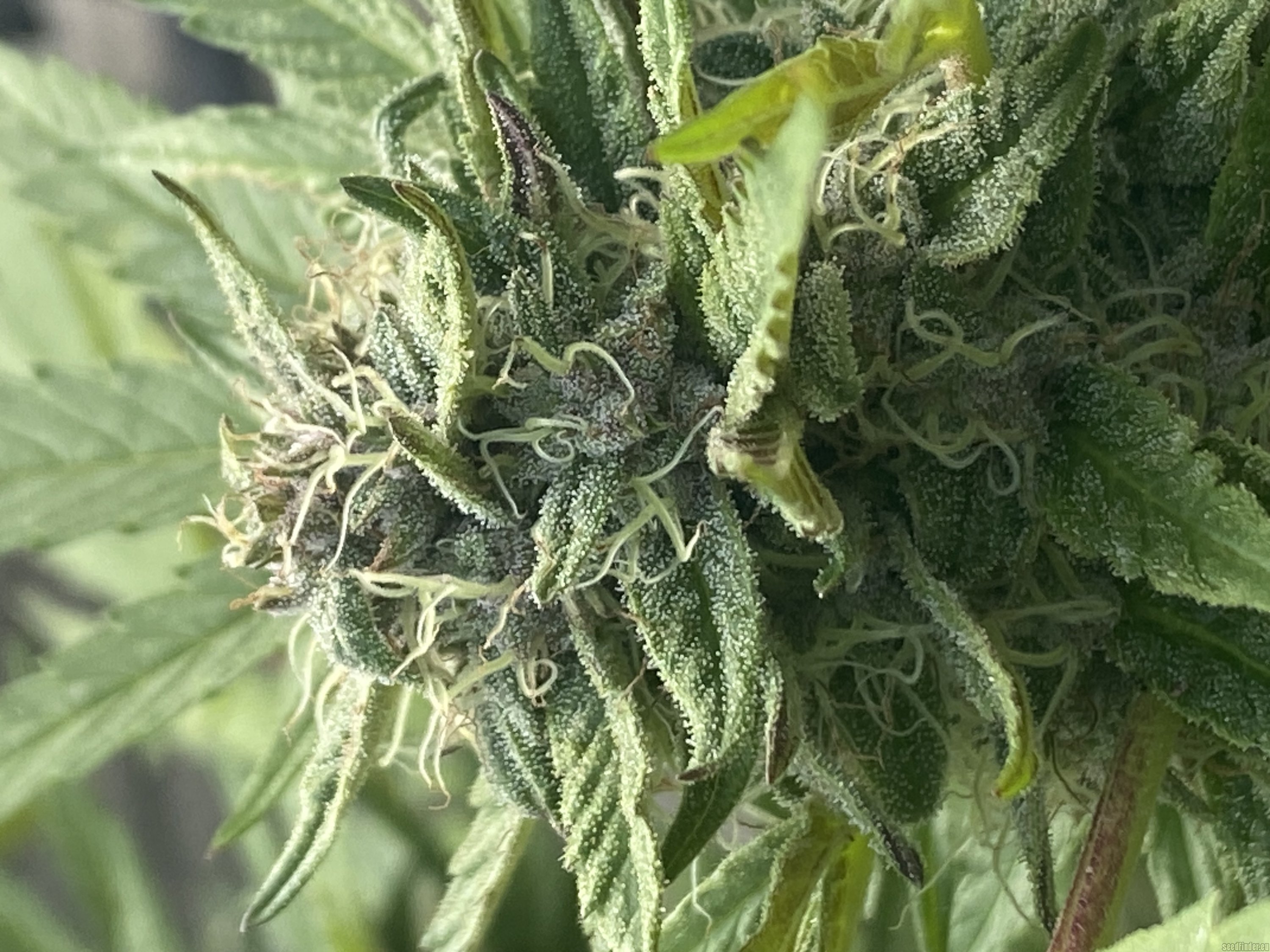 Rainmaker flowering cannabis, as labeled by the cited photo source