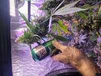 An image of Skunk Hero