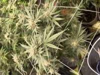 An image of Strawberry OG Cookies