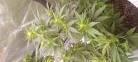 An image of Strawberry OG Cookies