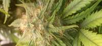 An image of Strawberry OG Cookies