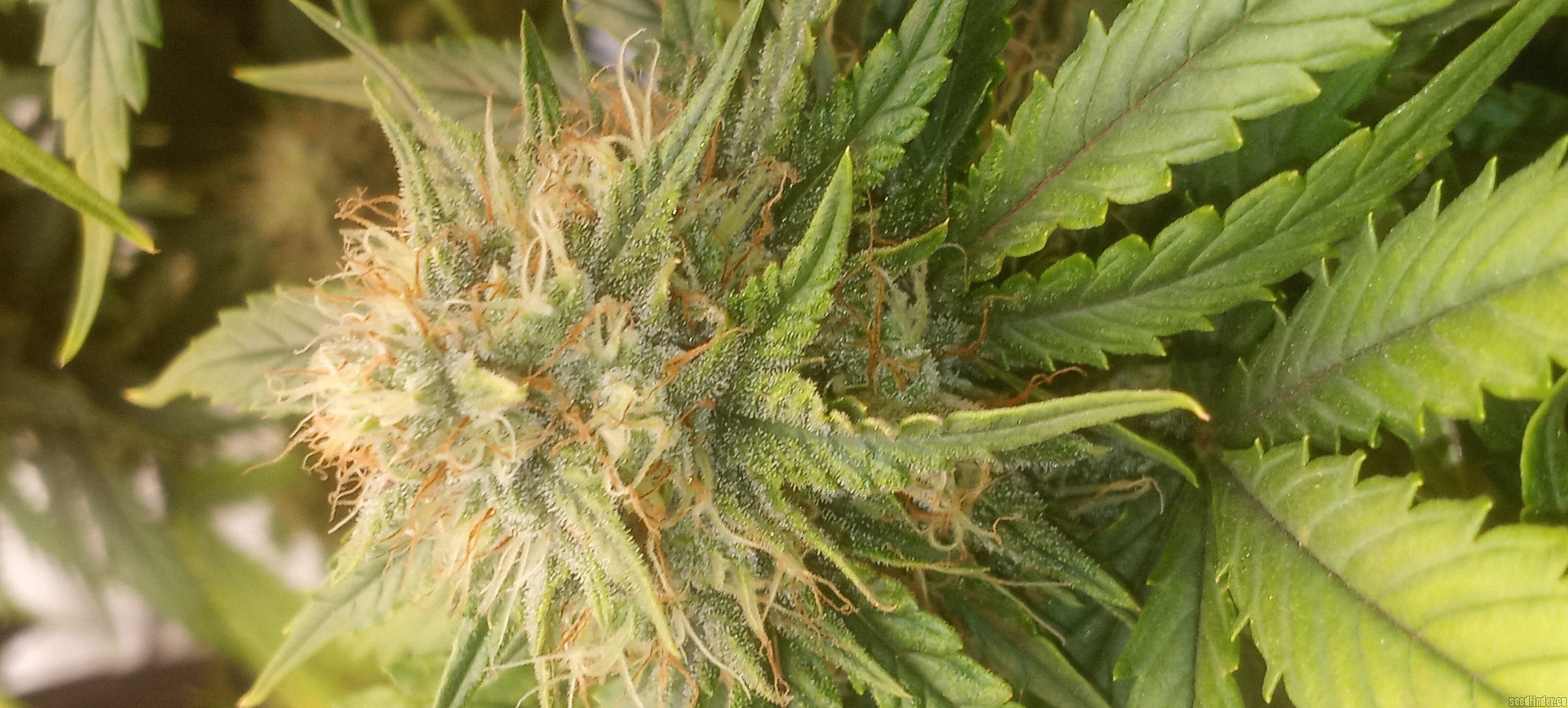 Strawberry OG Cookies flowering cannabis, as labeled by the cited photo source