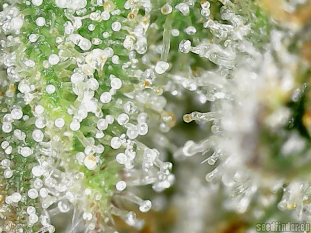 Ethos Strains Strain-Gallery: Zweet OG (Ethos Genetics) PIC #25698 by Ethos Genetics