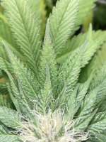 Ipanema Kush archive 2