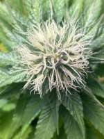 Ipanema Kush archive 1