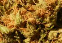 Jamaican Dream archive 4