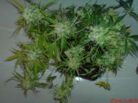 Papas Candy archive 3