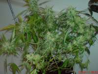 Papas Candy archive 2