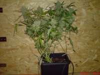 Papas Candy archive 4