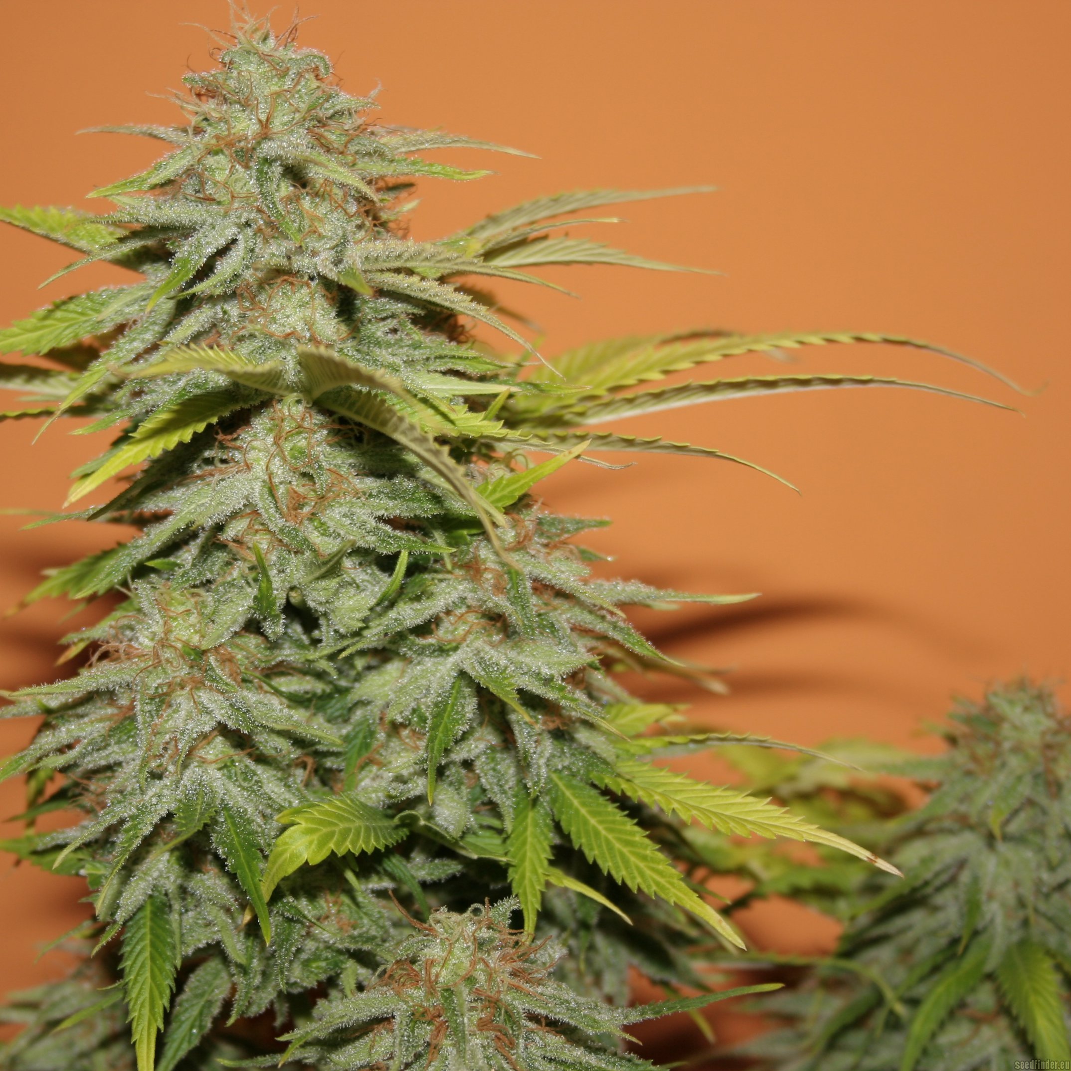 Papa’s Candy flowering cannabis, as labeled by the cited photo source