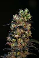 An image of Pink Plant
