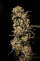An image of Pink Plant