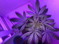 Tangerine Cream archive 4