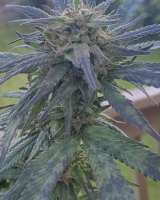 3 In The Pink archive 3