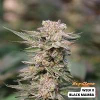 Black Mamba: strain page photo, credit seedfinder.eu, copyright status shown with credit copyright unverified