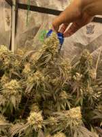 Grease Monkey: strain page photo, credit seedfinder.eu, copyright status shown with credit copyright unverified