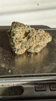 Grease Monkey: strain page photo, credit seedfinder.eu, copyright status shown with credit copyright unverified