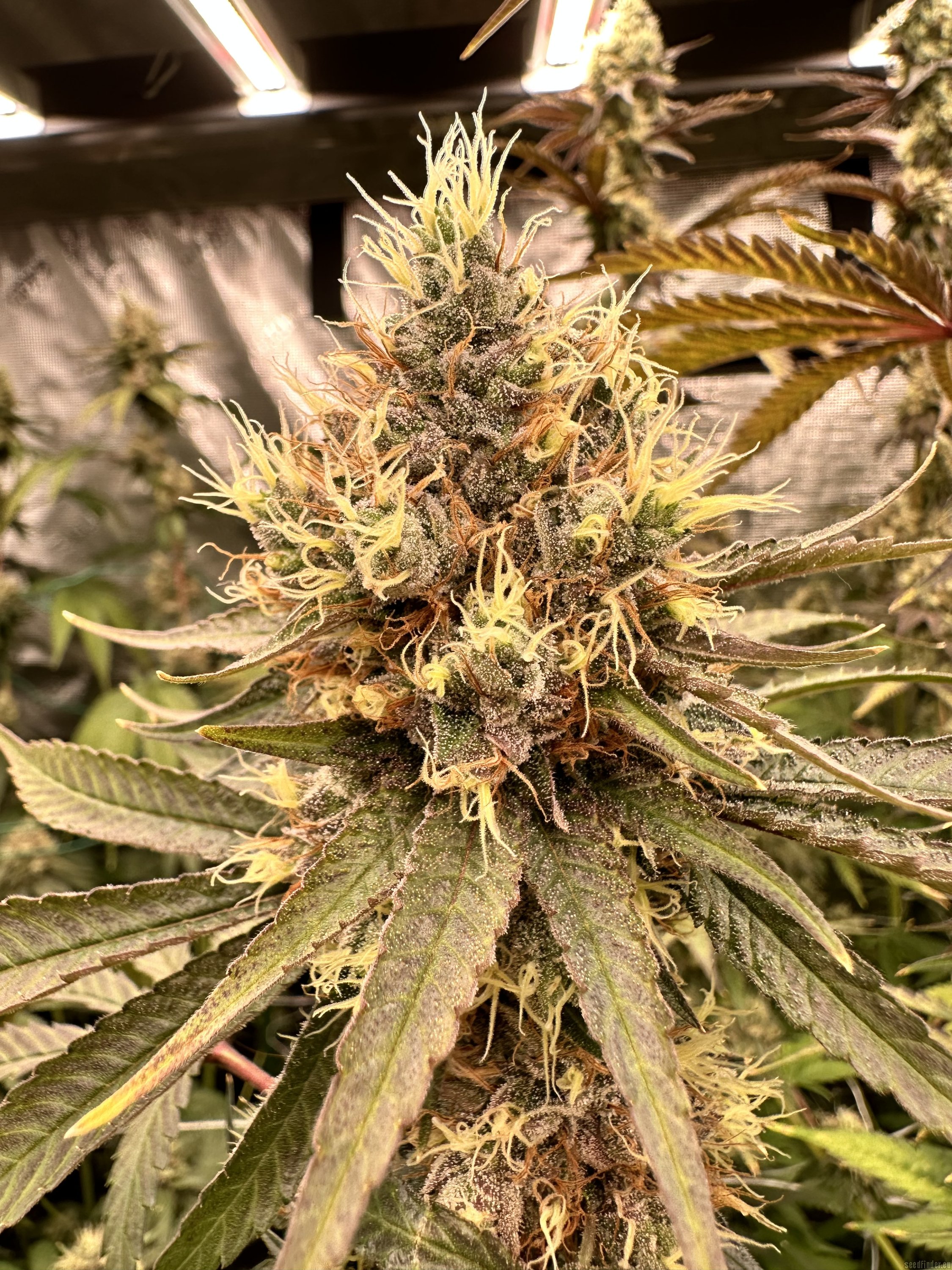 Jigglers flowering cannabis, as labeled by the cited photo source