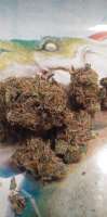 Kimbo Kush: strain page photo, credit seedfinder.eu, copyright status shown with credit copyright unverified