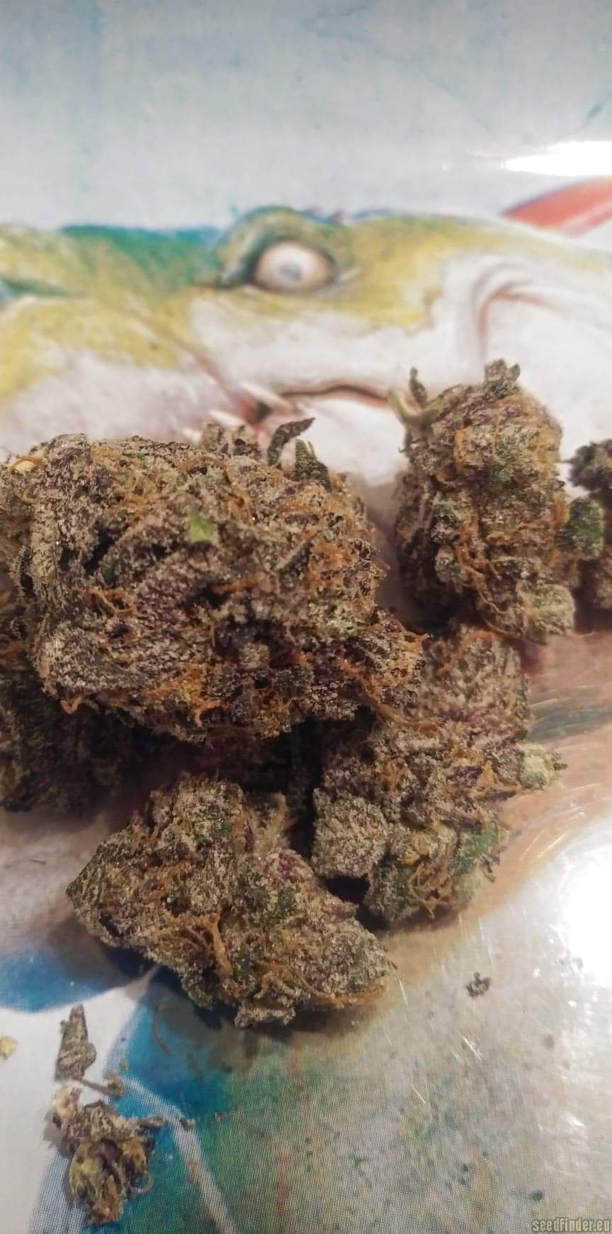 Kimbo Kush flower, as labeled by the cited photo source