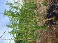 Milk Cookies archive 2