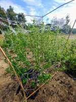 Milk Cookies archive 1