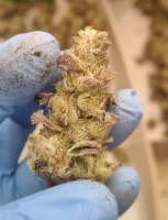 Rainbow Chip: strain page photo, credit seedfinder.eu, copyright status shown with credit copyright unverified