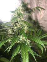 Rainbow Chip archive 2