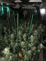 Rainbow Chip archive 3