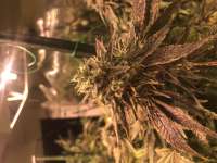 Rainbow Chip archive 1