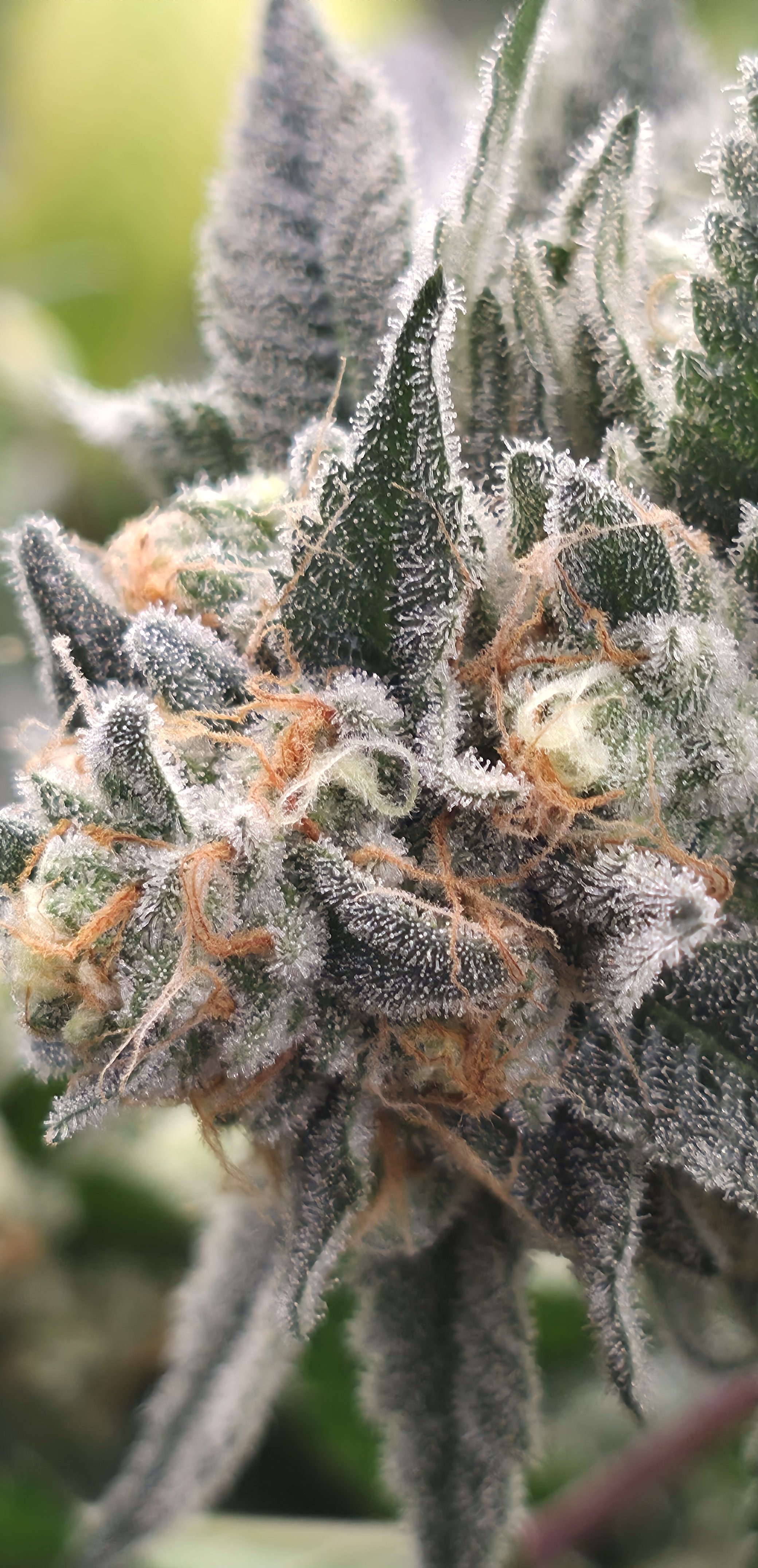 The Sauce flowering cannabis, as labeled by the cited photo source