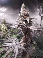 Tropical Runtz: strain page photo, credit seedfinder.eu, copyright status shown with credit copyright unverified