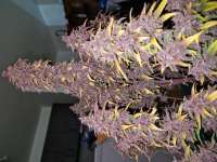 An image of Black Haze