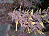 Black Haze: strain page photo, credit seedfinder.eu, copyright status shown with credit copyright unverified