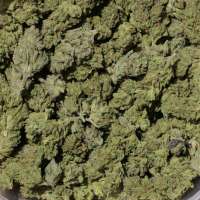 An image of Green Gummy