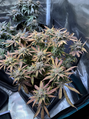 An image of Mango Cream