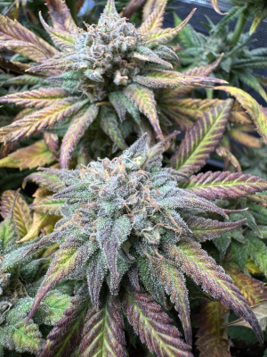 An image of Mango Cream