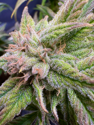 An image of Mango Cream