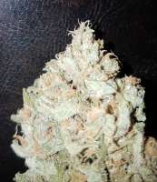 An image of Monster Mash
