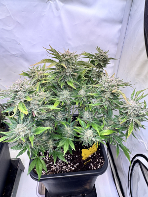 An image of Strawberry Cola Auto