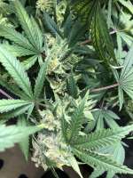 Afghan Skunk: strain page photo, credit seedfinder.eu, copyright status shown with credit copyright unverified