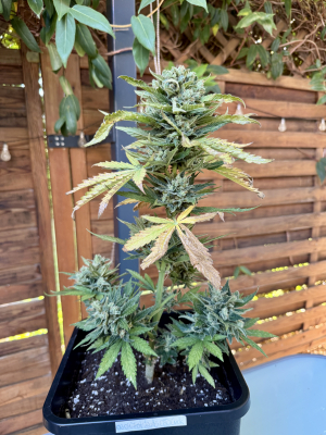 An image of CBD Crack